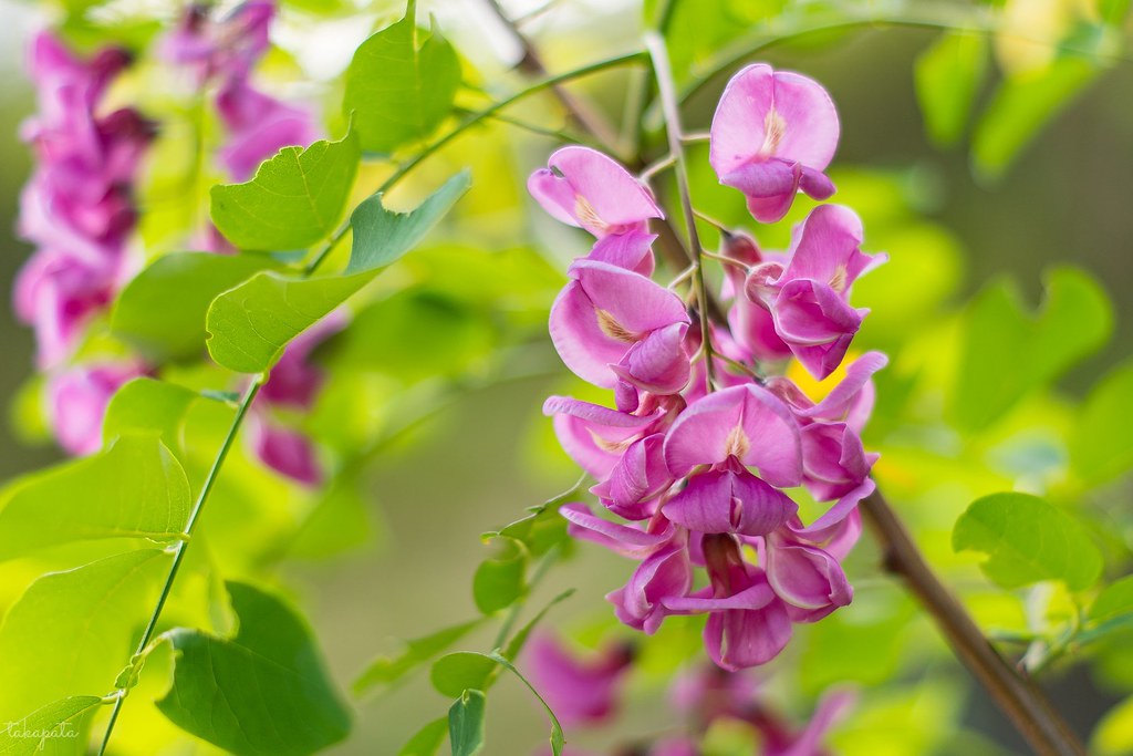 Purple robe black locust (Robinia pseudoacacia) ハリエンジュ takapata