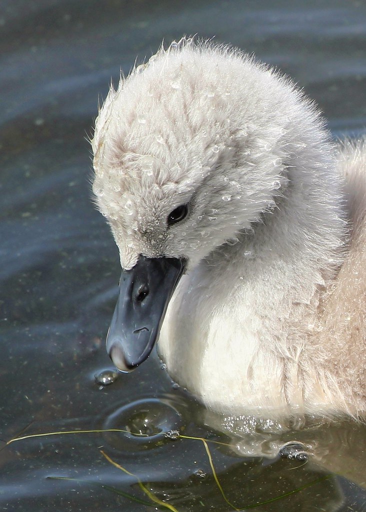 Mesmerised A young swan on the lake at Lurgan Park David