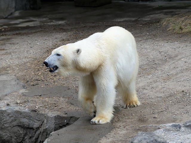 Samstag, 04.07.20 Zoo Hannover extratourbus