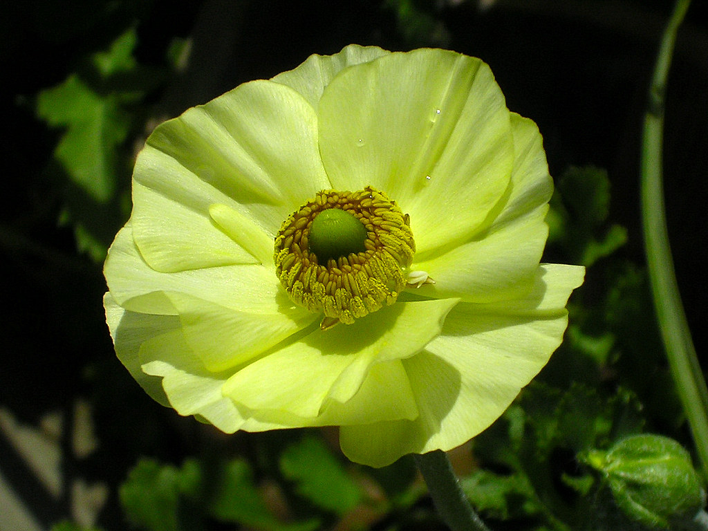 All Green Ranunculus flower is a beautiful shade of green.… Flickr