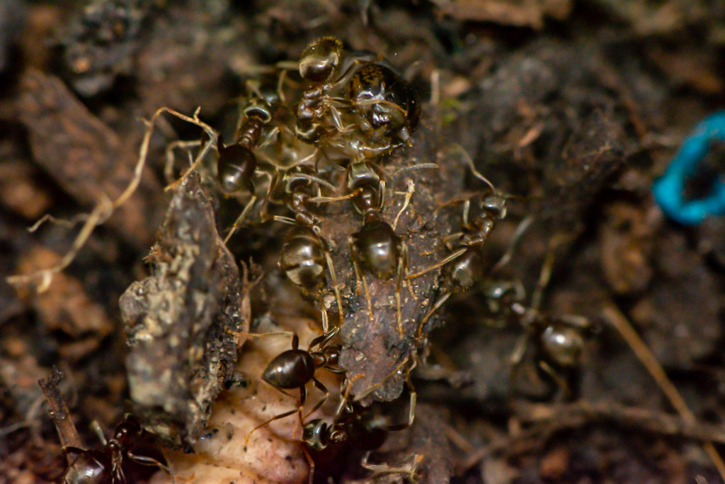 Ants Ants dragging an unfortunate Grub to their nest. gerquk Flickr