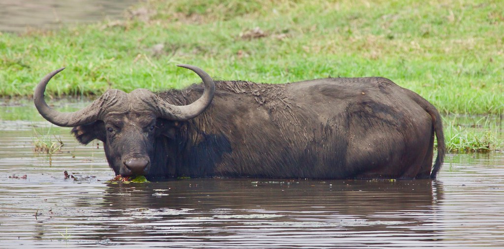 Le bain Botswana Jean Michel Flickr