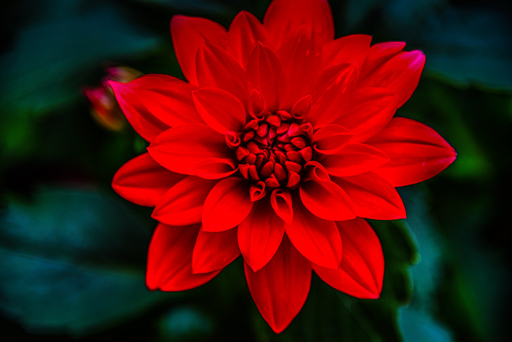Red Dahlia Flower Ashburn VA Red Dahlia Flower Ashburn… Flickr