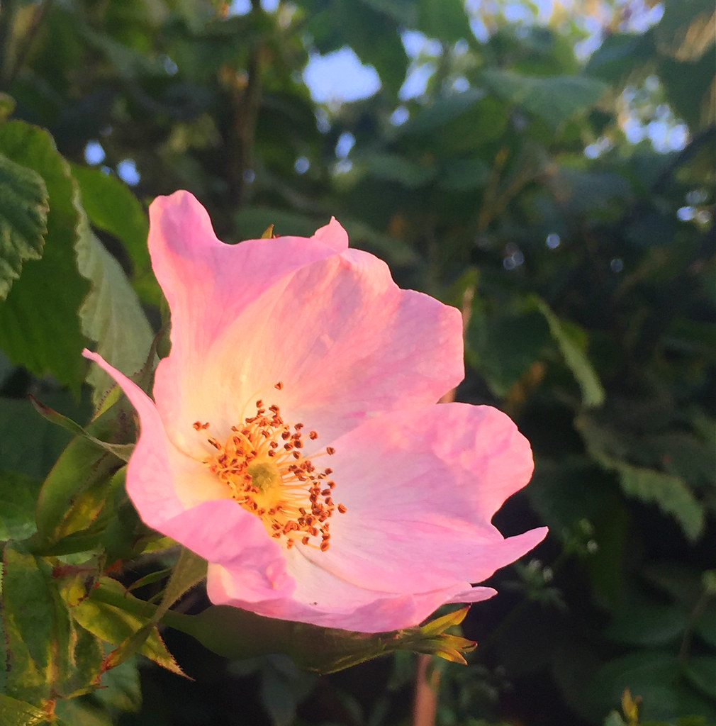Dog Rose (Rosa canina) Rosa canina, commonly known as