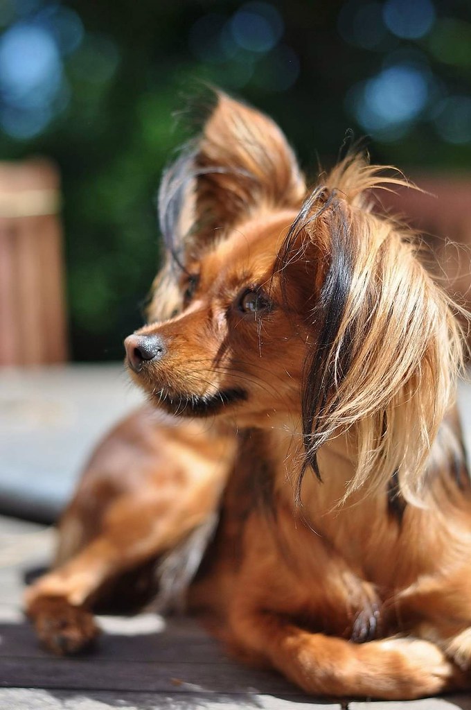 Edie,my Russian Toy. Beautiful small dog. Russian Toy dog angie