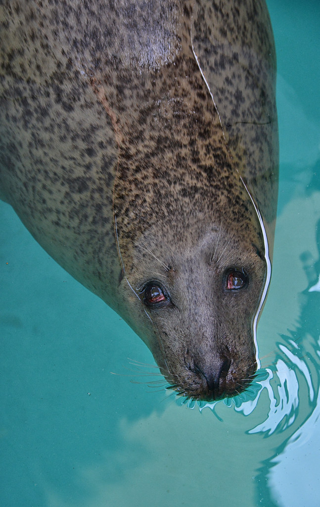 Seal, Maritime Aquarium, Norwalk, Connecticut James Robertson Flickr