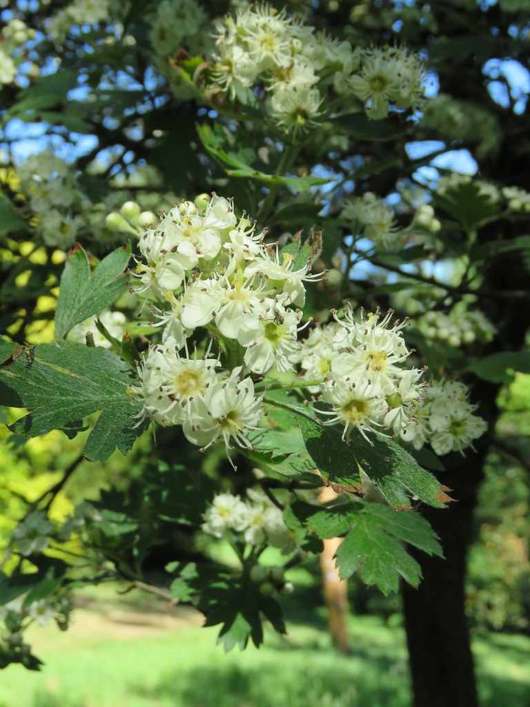 Possible Crataegus orientalis Crewe Lane, Kenilworth 30.… Flickr