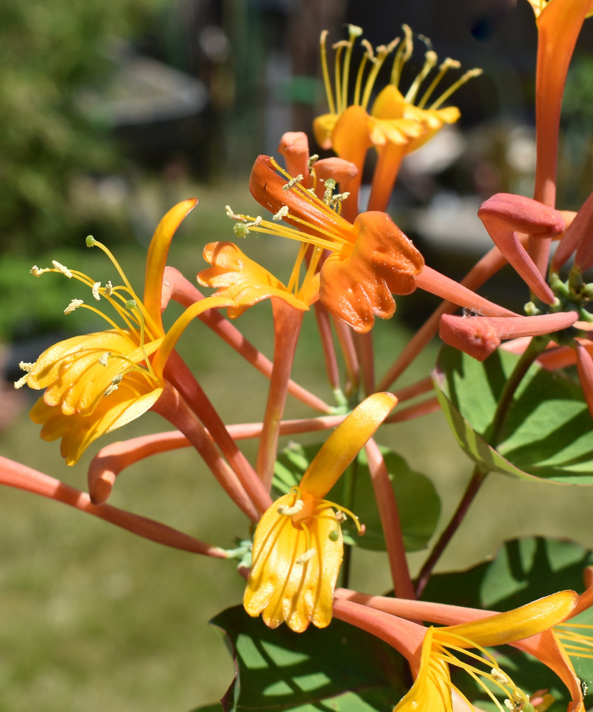 honeysuckle orange honeysuckle in bloom. Too much wind on … Flickr