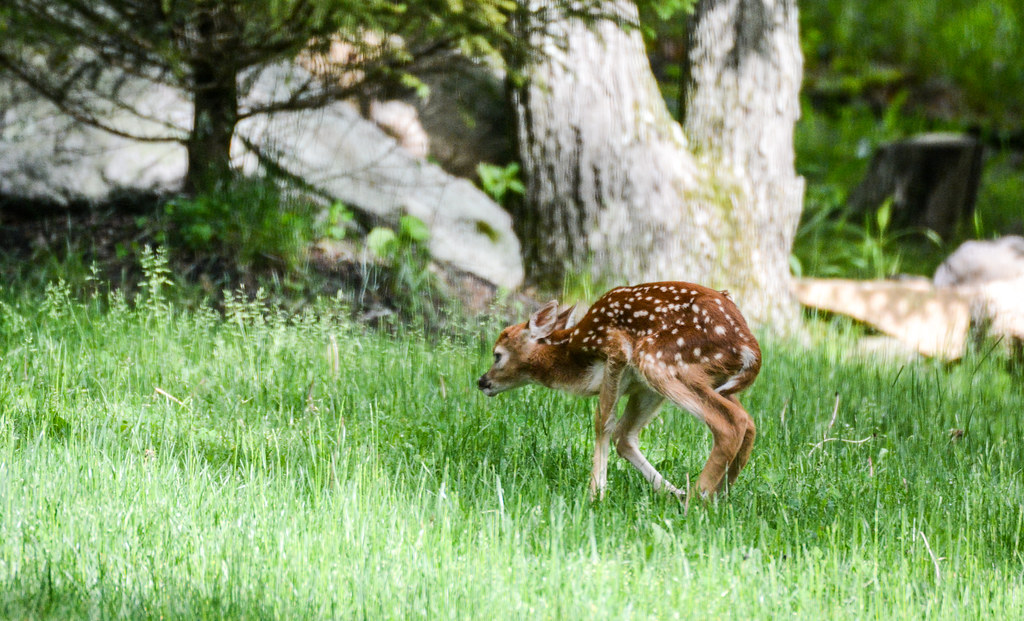 Baby Deer Kinnelon NJ TomH2323 Flickr