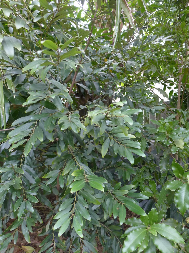 Diospyros australis foliage Black Plum. A native ebony wit… Flickr