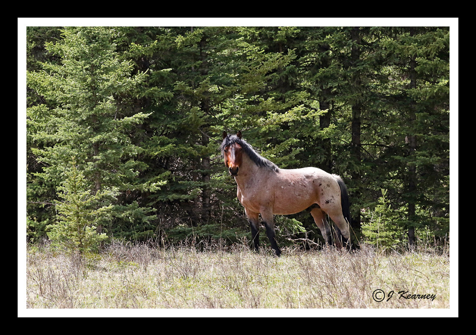 Alberta "Wildie" West Of Sundre, AB Joseph Kearney Flickr