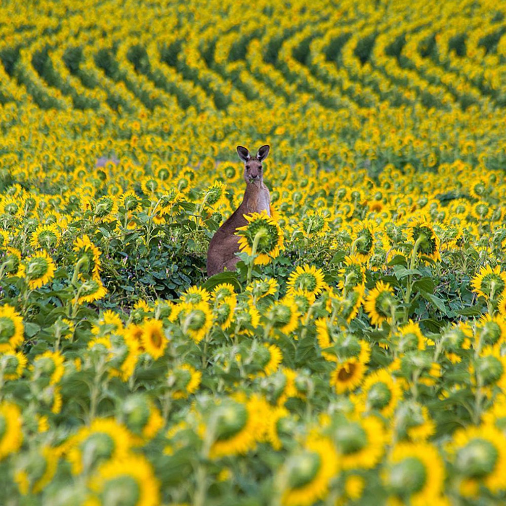 MASEY Sunflower fields of Freestone, Queensland