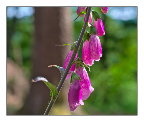 Digitalis / Fingerhut Wuppertal, Dasnöckel Gutnix Flickr