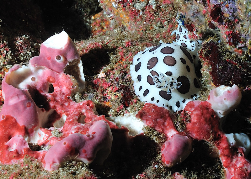 Adventure Package for Divers CW Azores