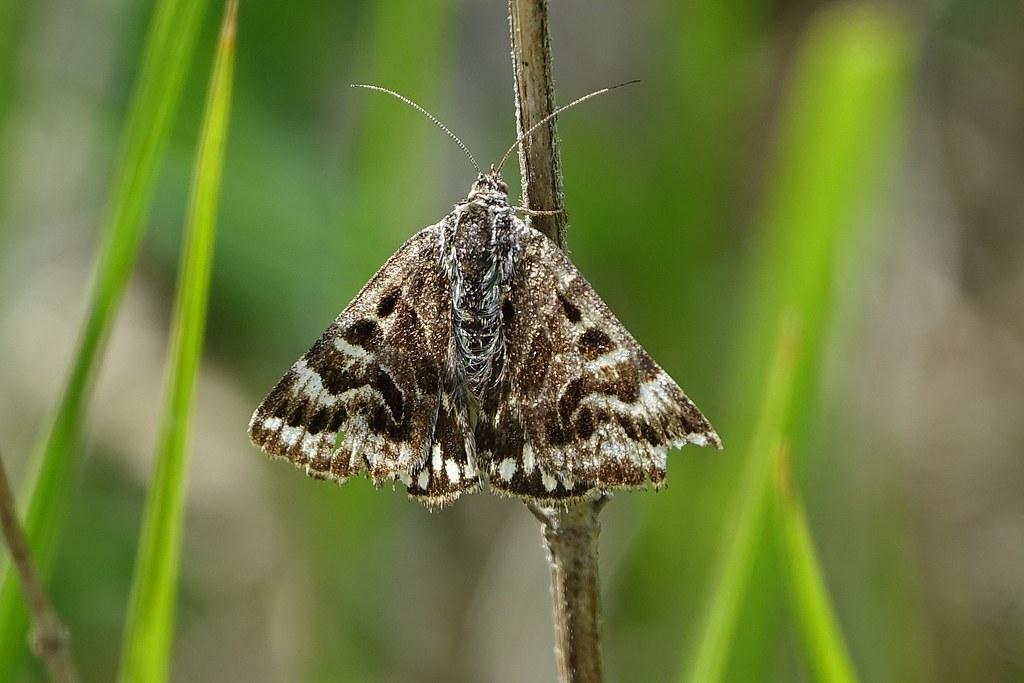 Mother Skipton Moth Diane Reynolds Flickr