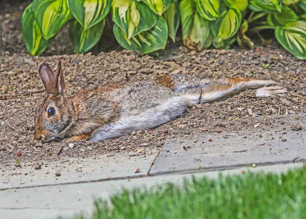 Rabbit Reclining in Garden 2020 Columbus, Ohio Calvin Kunin Flickr