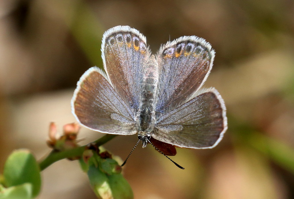 Karner Melissa Blue Butterfly Albany Pine Bush Preserve Flickr