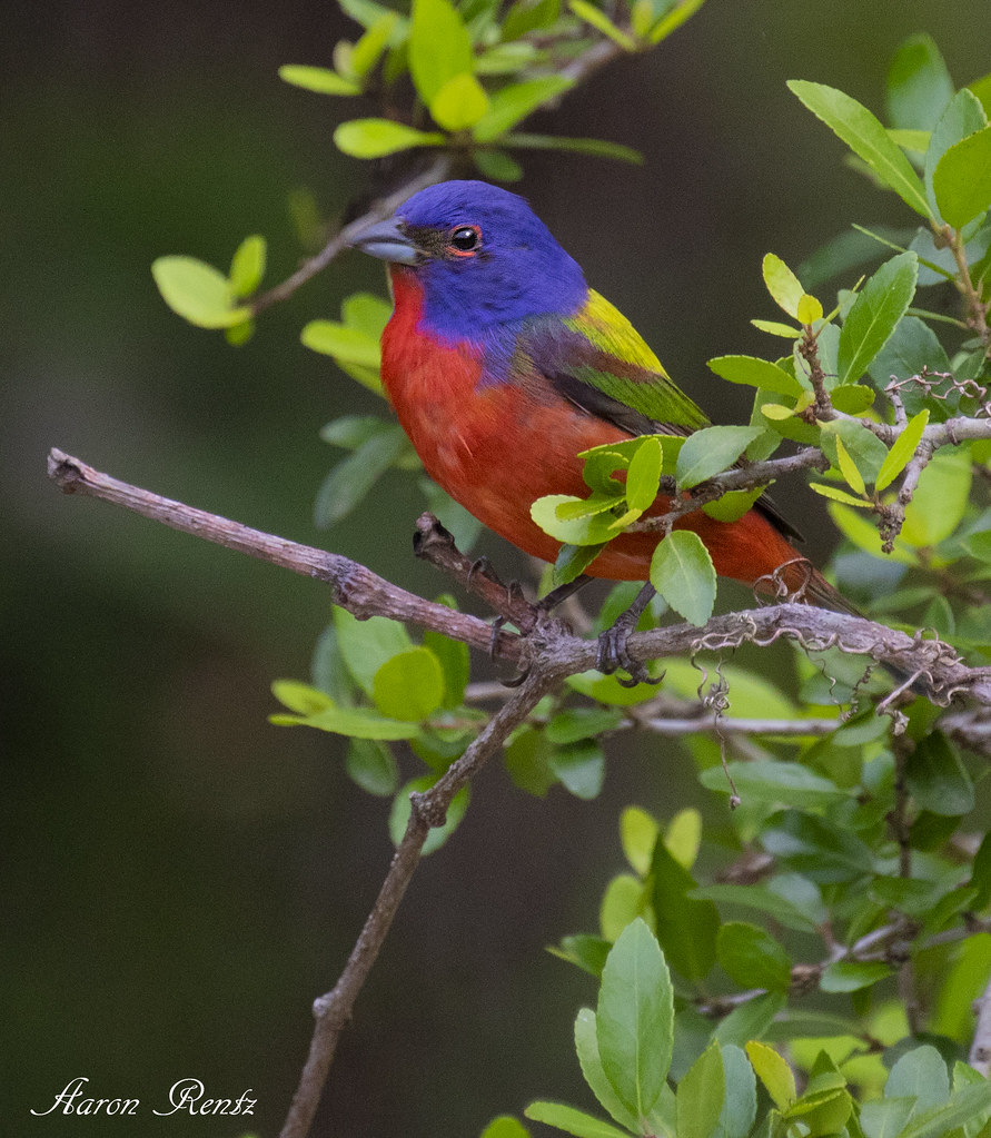 Painted bunting (male) Huntington Beach State Park Flickr