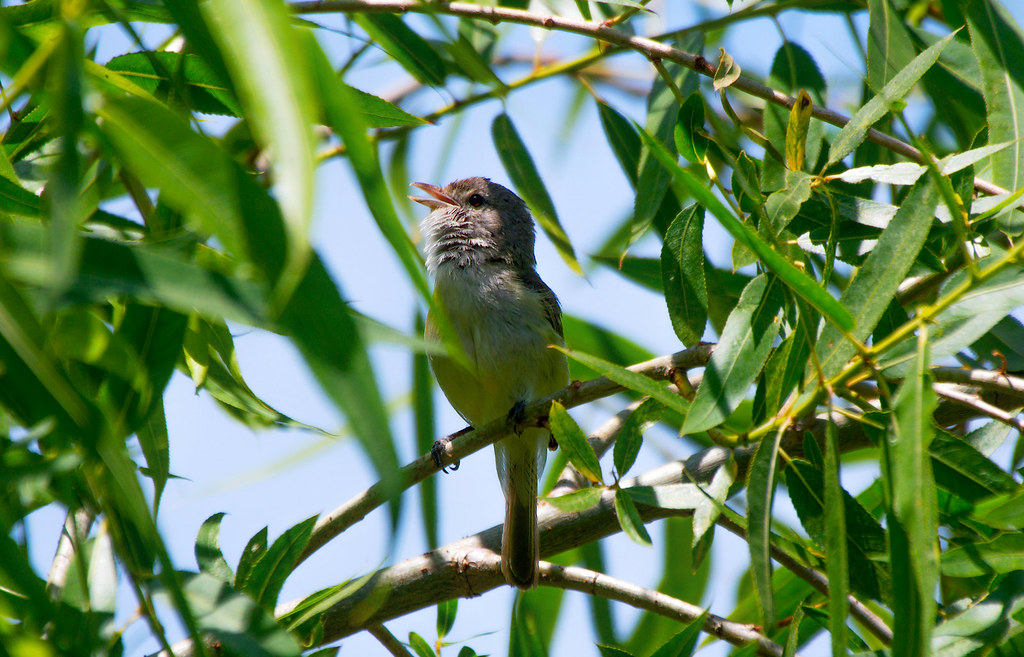 Bell's Vireo Call Peck Road Park Property of donald bruc… Flickr
