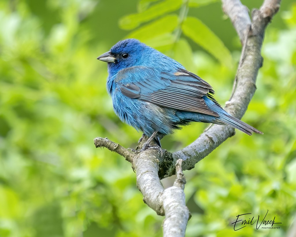 Indigo Bunting Taken in Ontario with Sony gear Emil Vacek Flickr