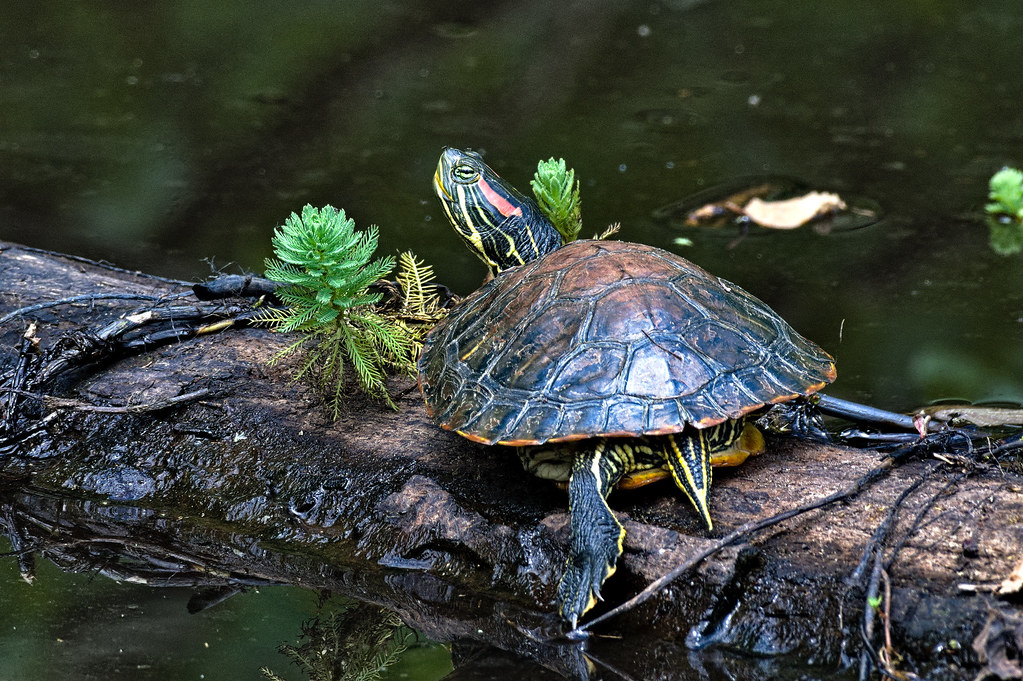 Tortue de Floride Trachemys scripta elegans Ralphie