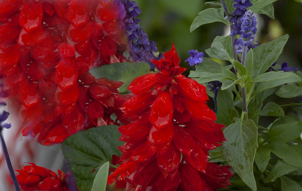 Red and Purple Flowers Red and Purple Flowers Macro Flickr