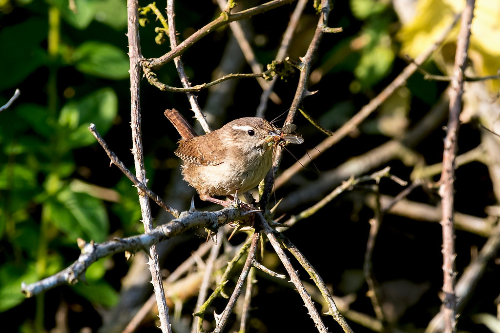 Wren Mill Hill Quarry, Claxby Lincolnshire Wildlife Trust Flickr