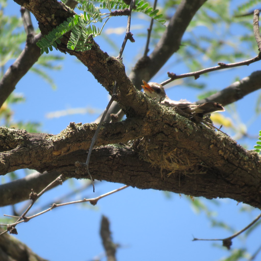 Vermilion Flycatcher on nest Kathy West Flickr