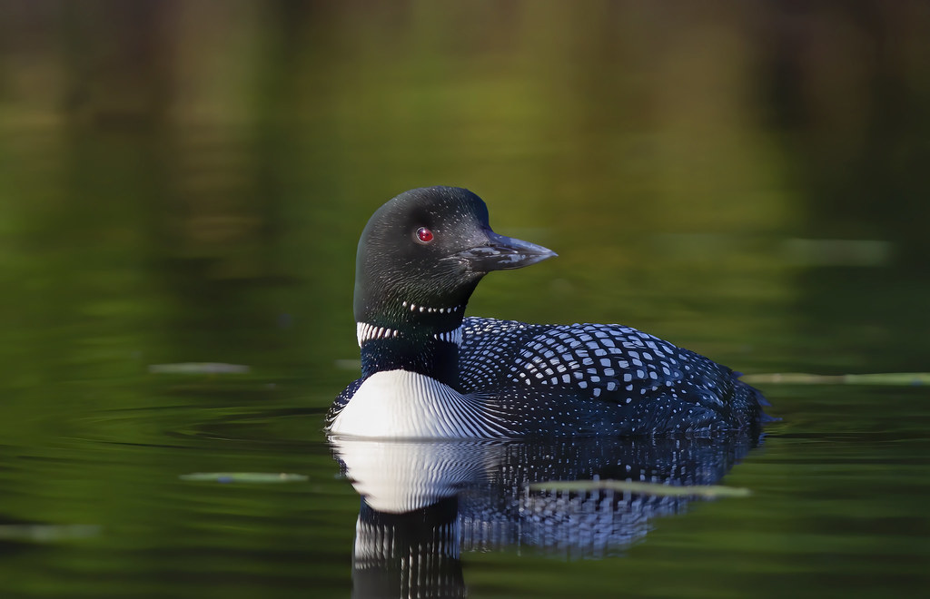 Common loon water face Common loon Jim Cumming Flickr