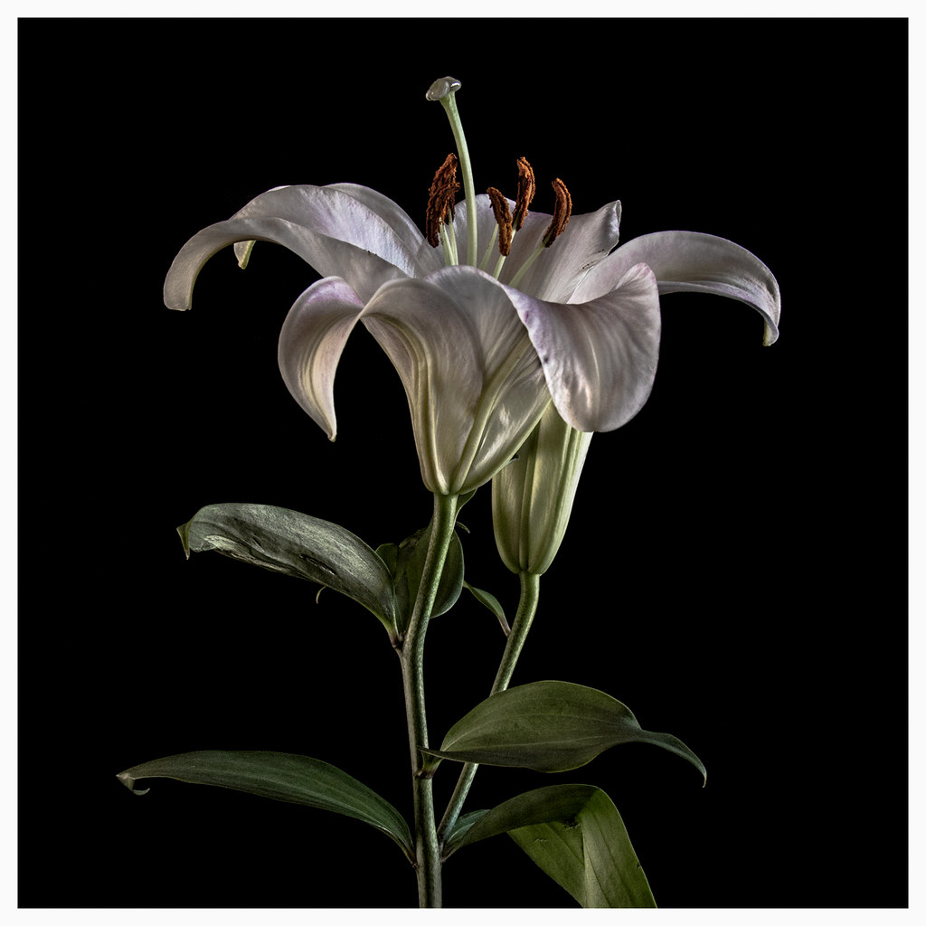 Flowers 65 2020; Lily Studio shoot of a lily from the gro… Flickr