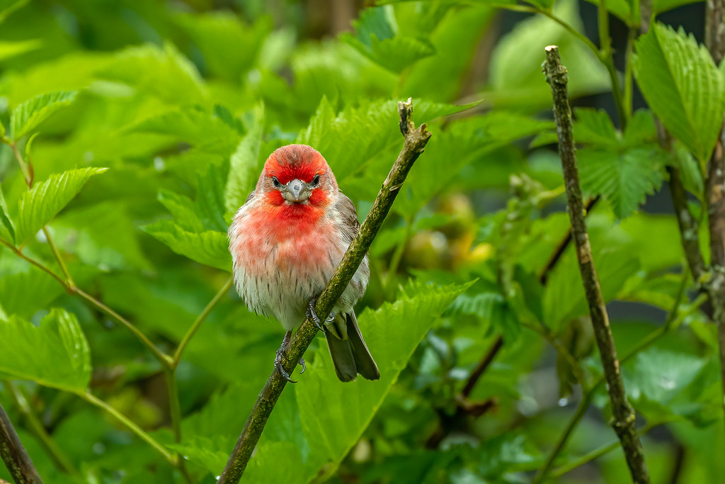 House Finch Bird finally got a break from fledglings vying… Flickr