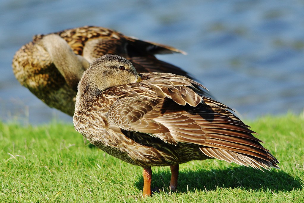 Mottled Ducka (Anas fulvigula) Collier Reserve Audubon