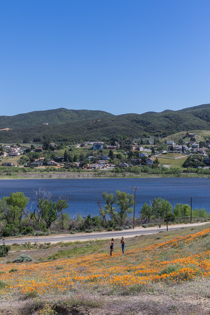 Elizabeth Lake California Poppies Elizabeth Lake, Californ… Flickr