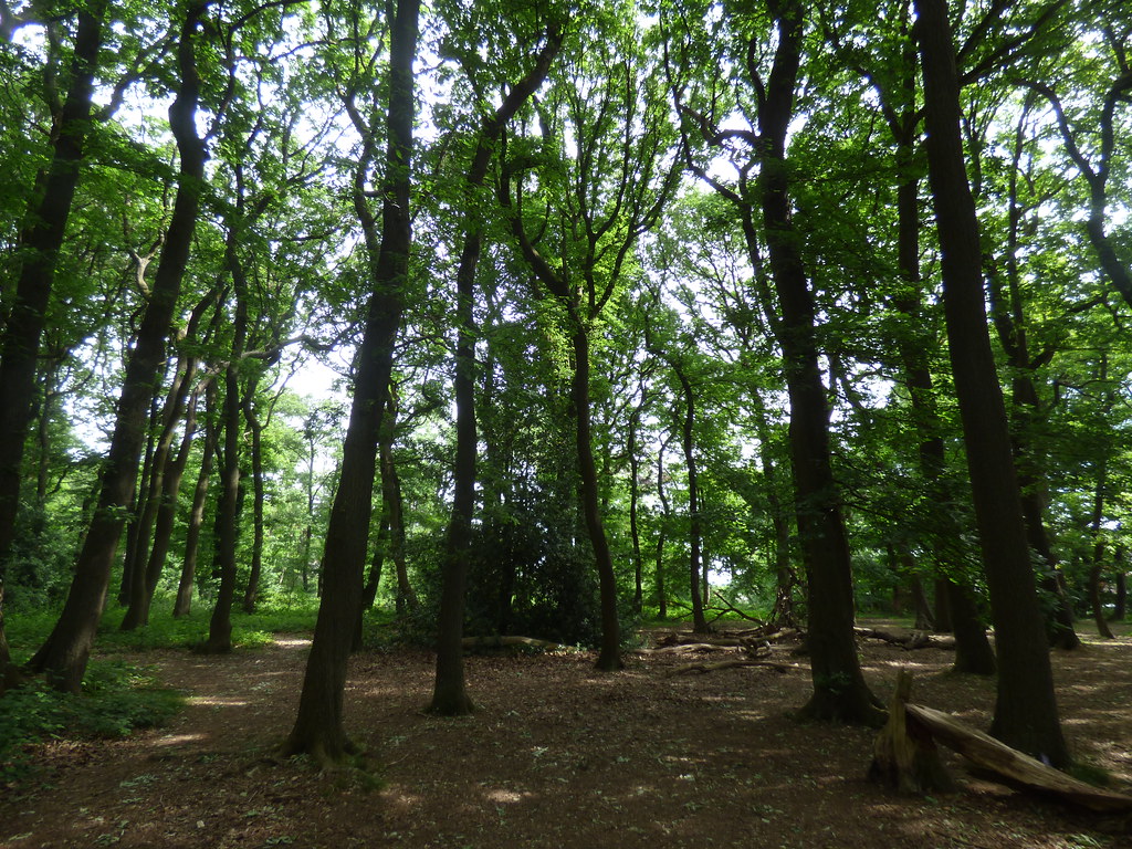 Back to the Warley Woods My second walk around the Warley … Flickr