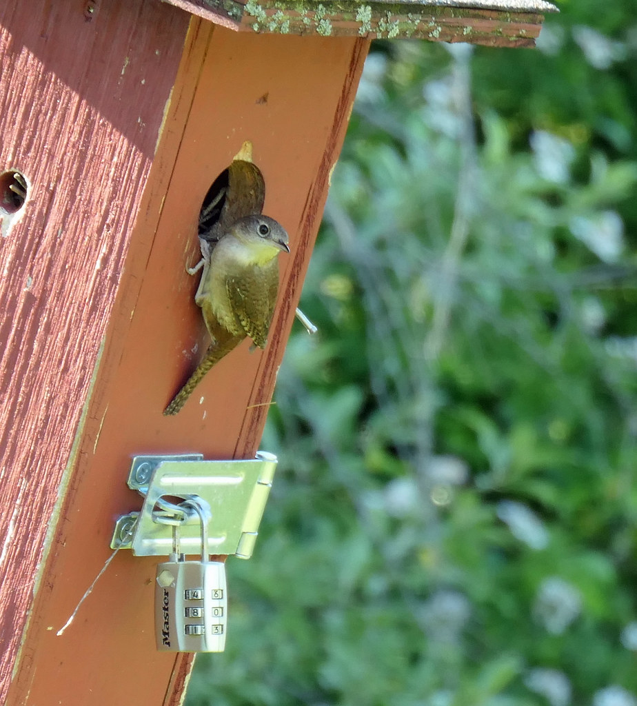 house wren House wren (Troglodytes aedon) in a nest box on… Flickr