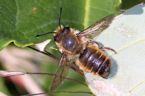 Willoughby's Leafcutter Bee (Megachile willughbiella) Flickr