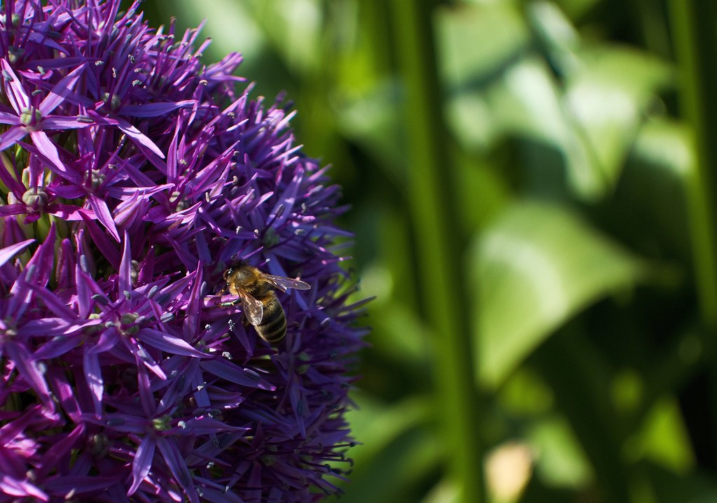 Allium and Bees. This honey will soon taste like onions...… Flickr