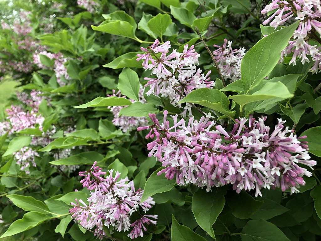 Korean lilacs Korean Lilacs in bloom in my yard Foxy Belle Flickr