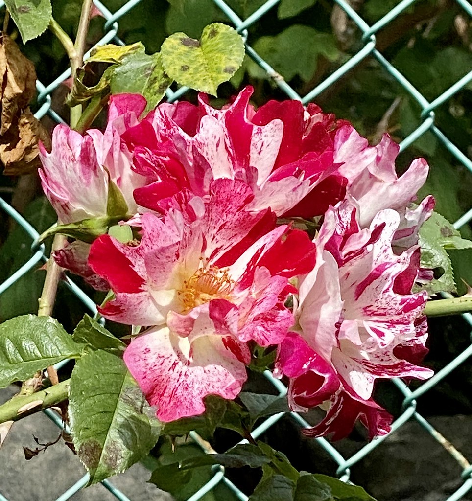 Crazy For You Crazy For You rose Courtney Glover Flickr