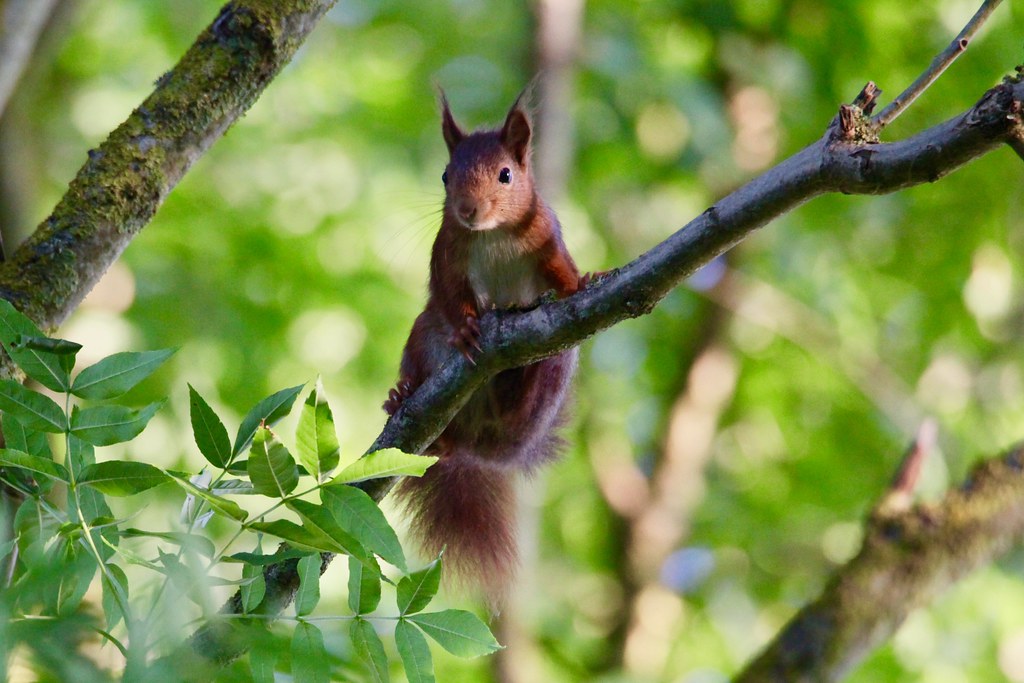 Red squirrel France Jean Michel Flickr