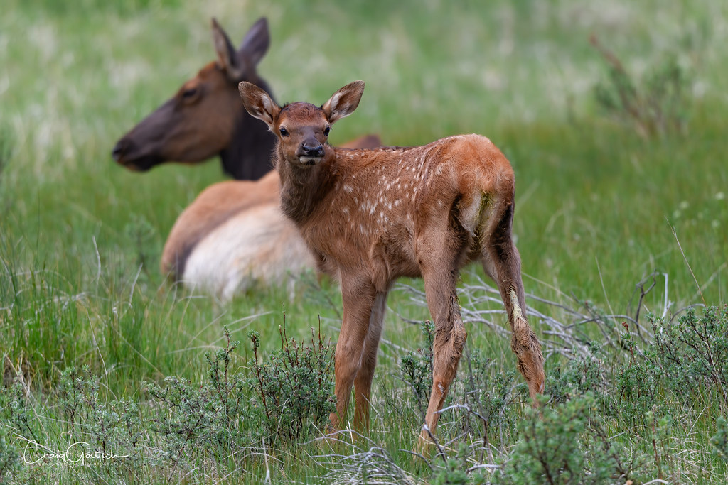 Close By An elk calf stays close to mom in the meadows of … Flickr