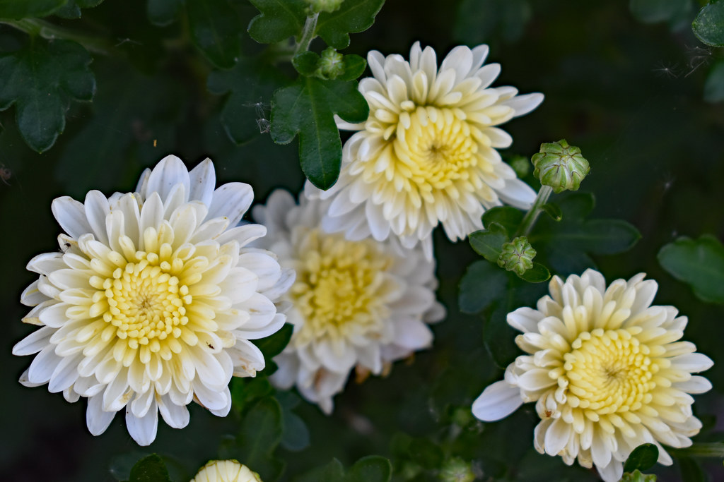 Mums. Mums blooming in my wife's flower gardens. Mark Flickr