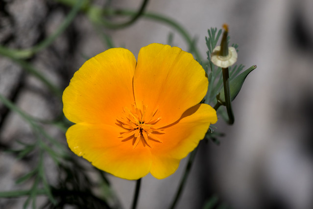 Flickriver Photoset '200528 poppy' by ellarsee