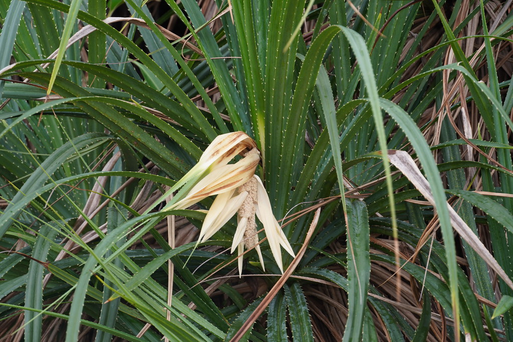 Pandanus odorifer a photo on Flickriver