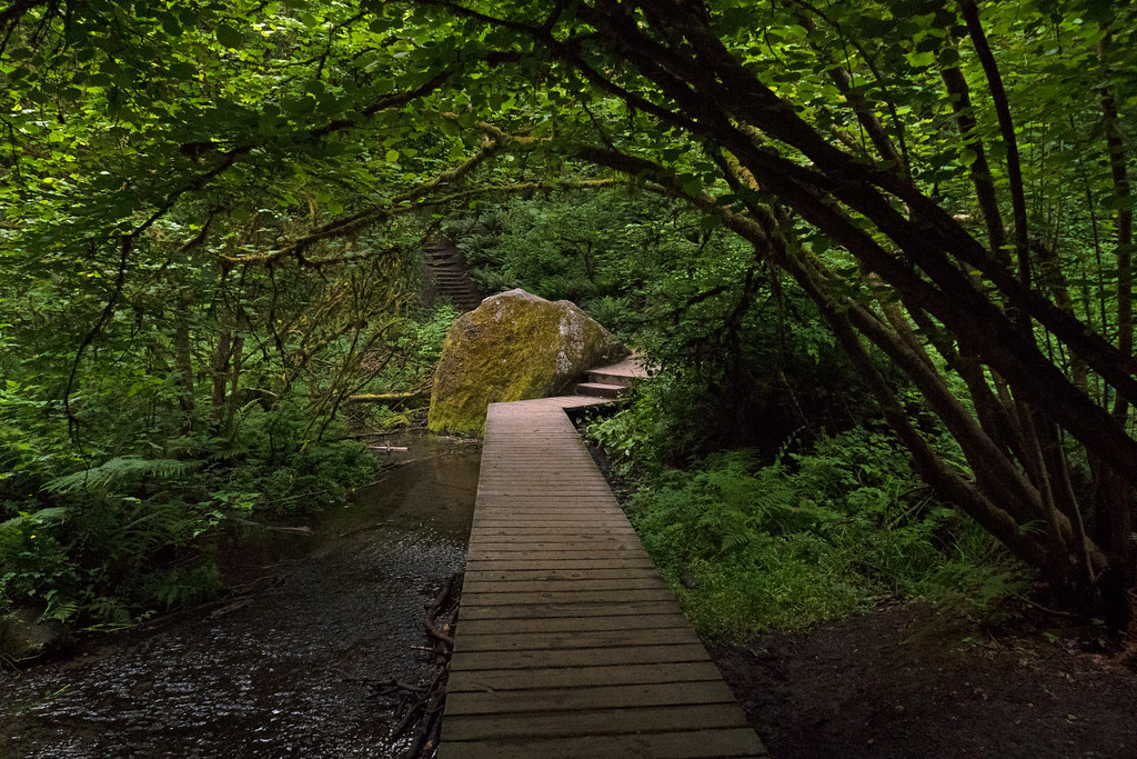 P1030855 Ravenna Park May 2020 James Gladden Flickr