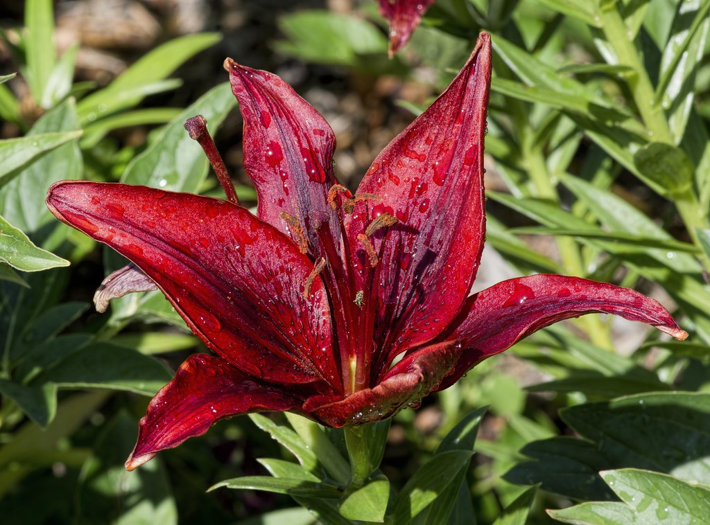 Lily 2 Botanica in Wichita, Kansas, June 5, 2020. Don McClane Flickr