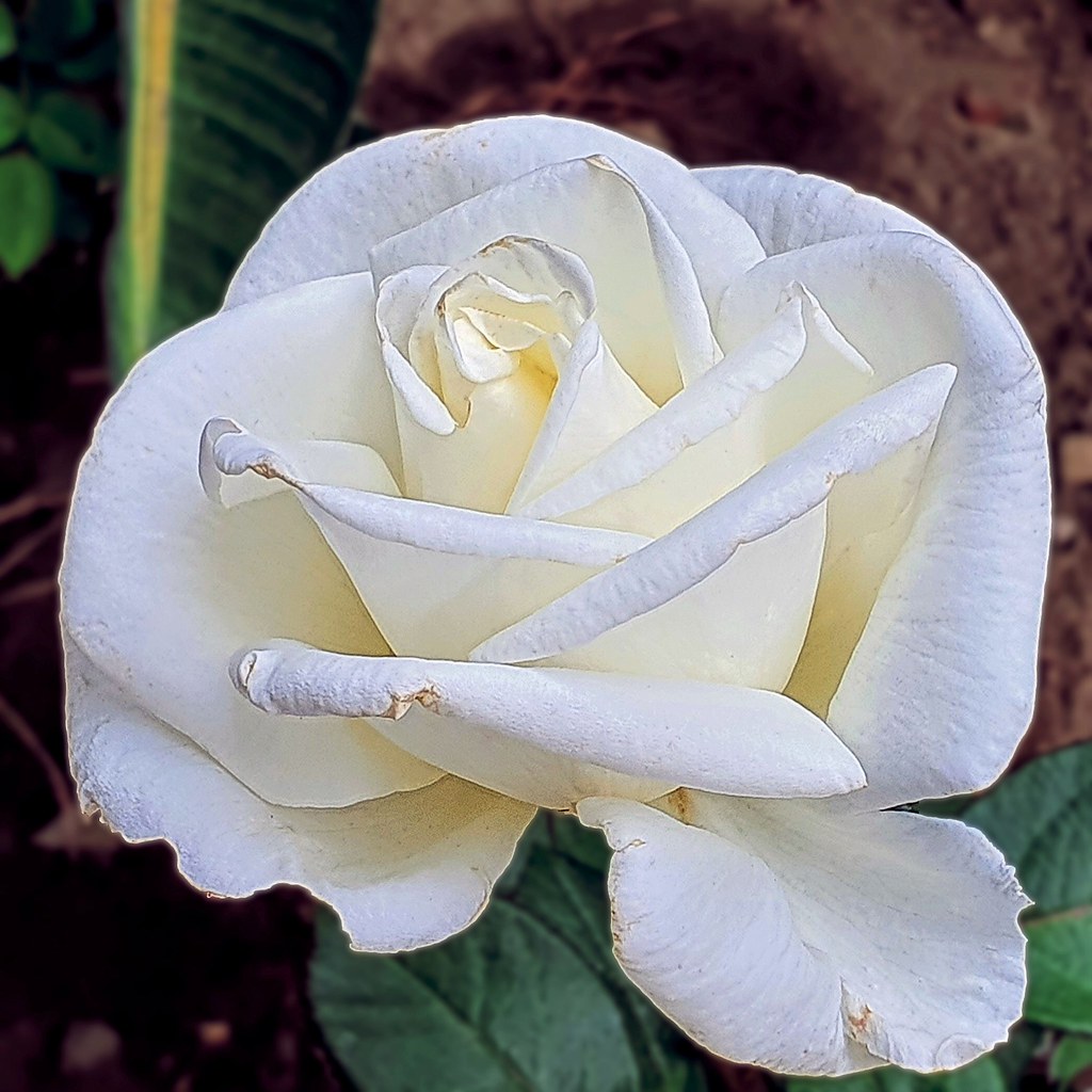 White Rose in my garden. I believe its a 'hybrid tea' … Flickr