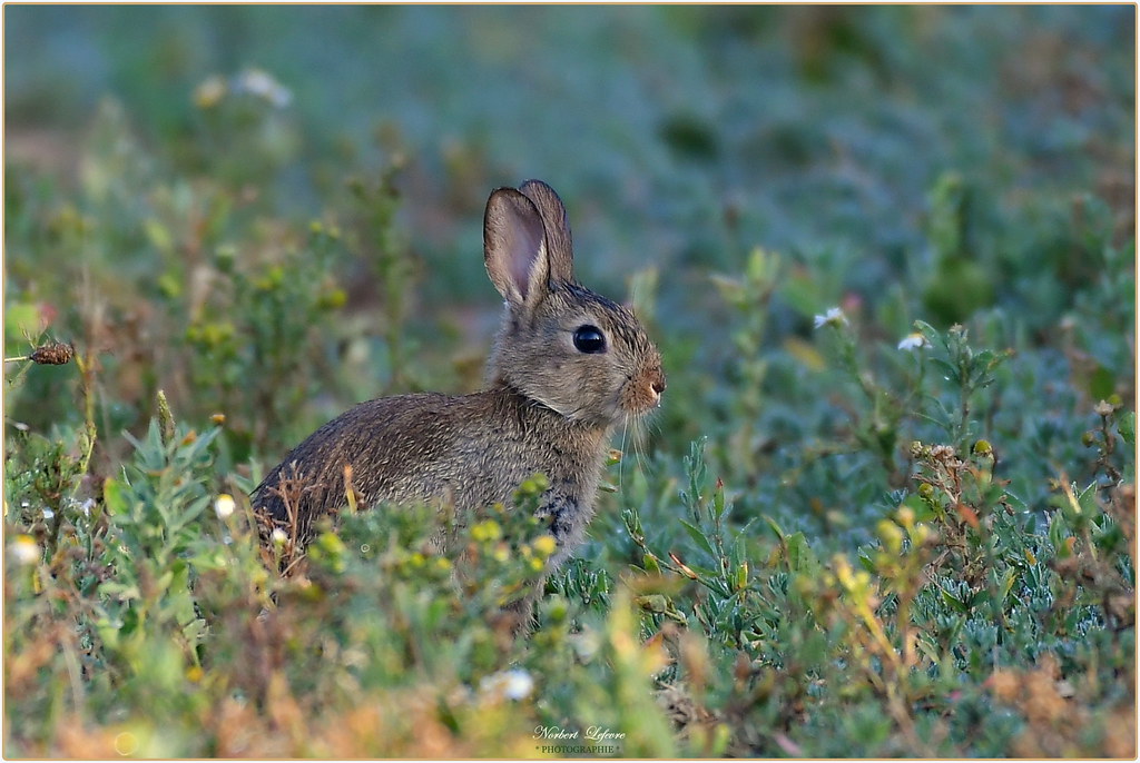 " Explore N° 1 " Lapin de garenne ( Oryctolagus cuniculus