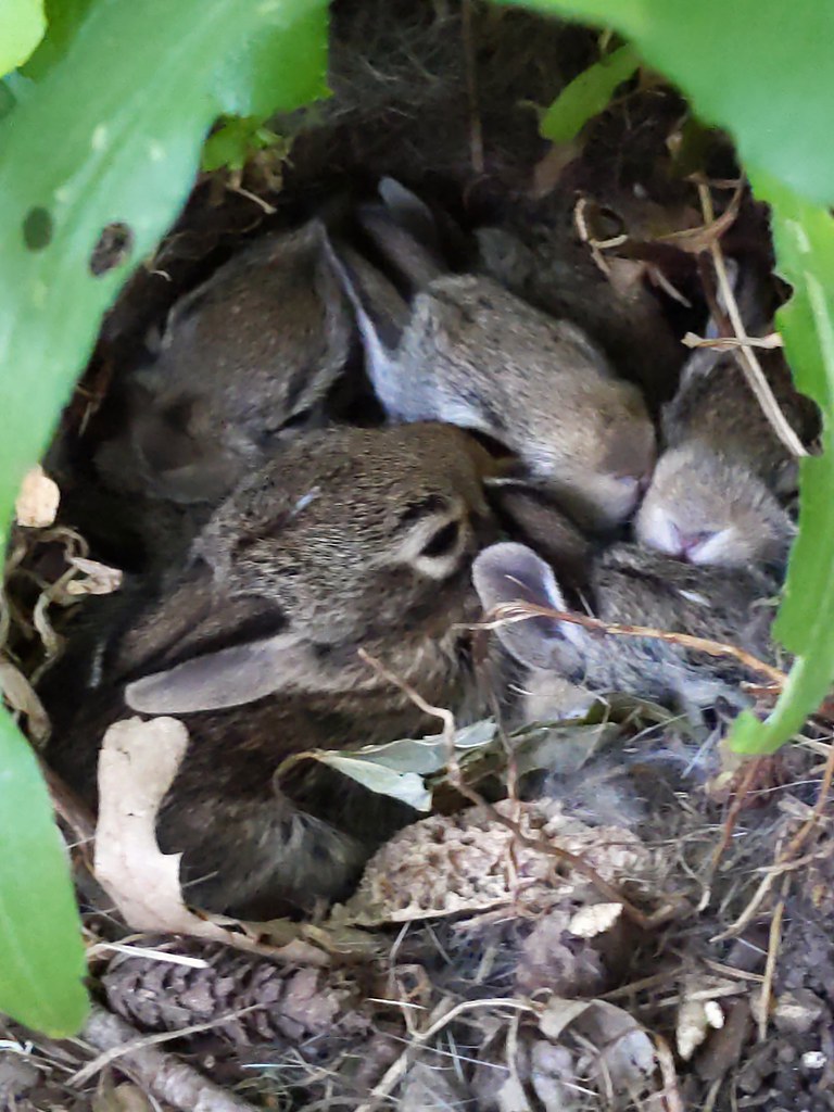 Nest of cottontail rabbits in my garden livewombat Flickr