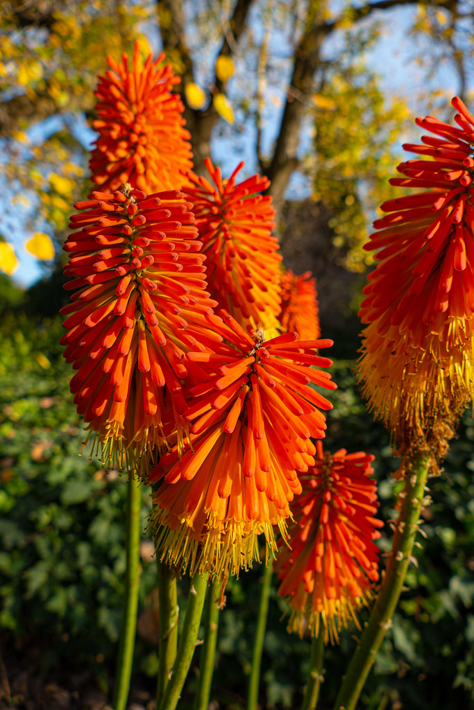 Flower Spikes Photographed in early winter in Adelaide Bot… Flickr